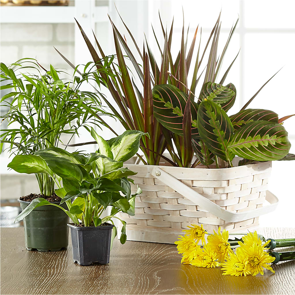 Florist Designed Blooming and Green Plants in a Basket – Peonies Plants On Main, Woodruff SC