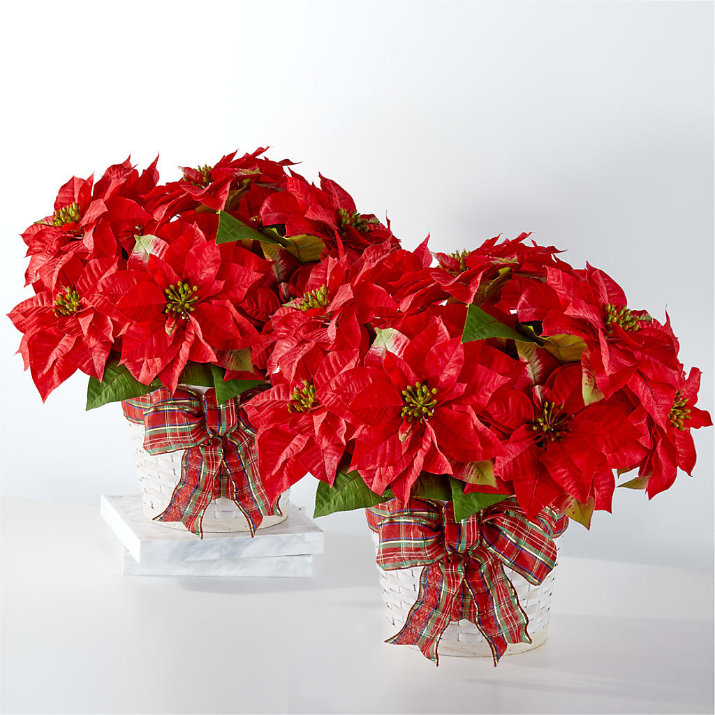 Happiest Holidays Poinsettia Bundle – Peonies Plants On Main, Woodruff SC