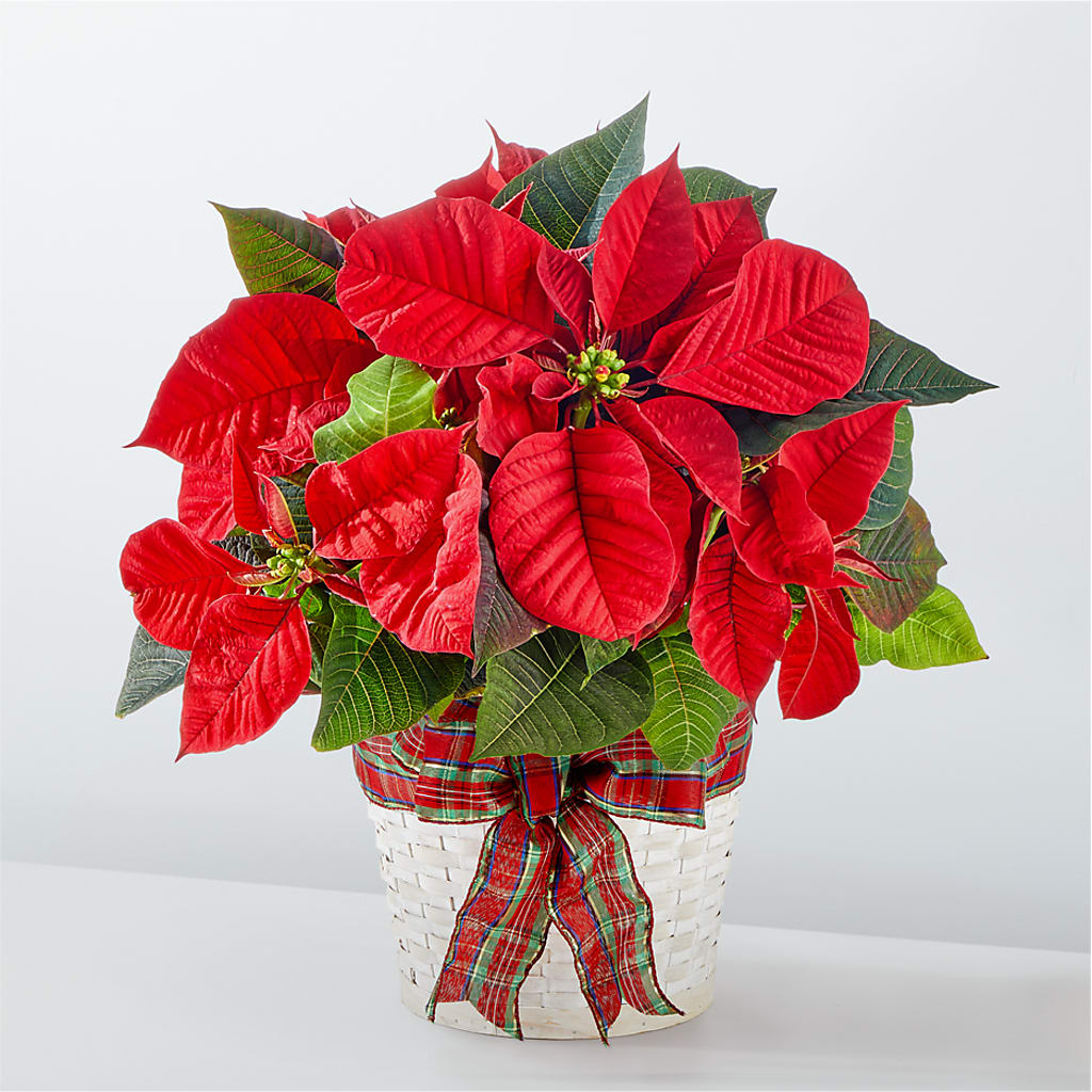 Happiest Holidays Poinsettia – Peonies Plants On Main, Woodruff SC