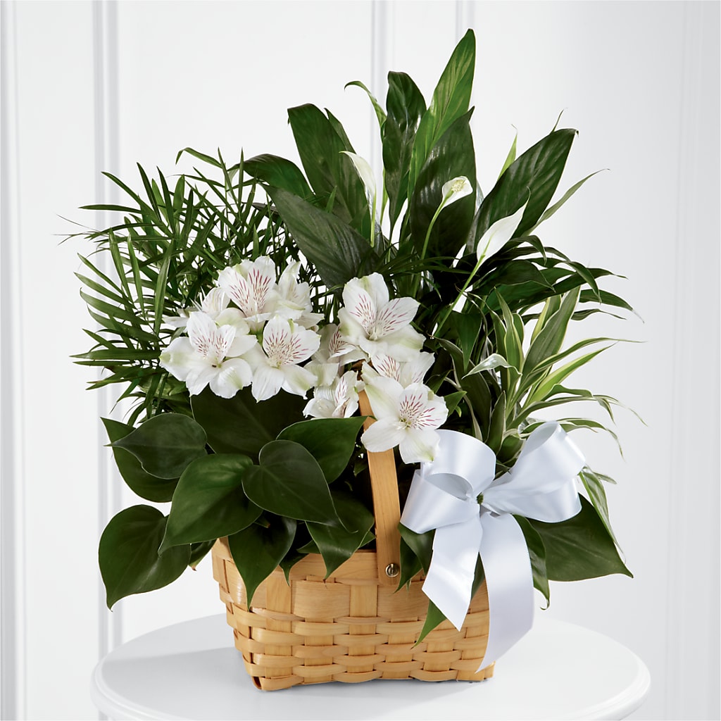 Peace & Serenity Dishgarden – Peonies Plants On Main, Woodruff SC