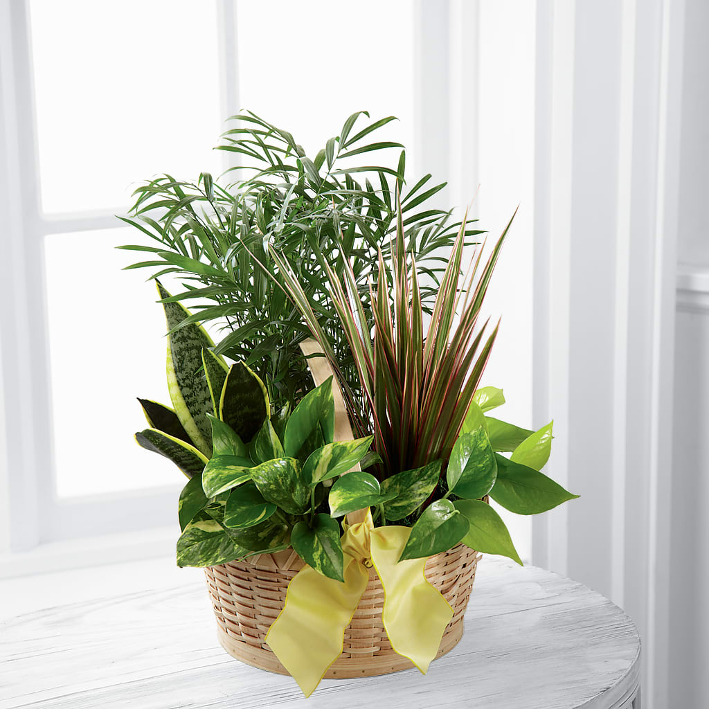 French Garden – Peonies Plants On Main, Woodruff SC