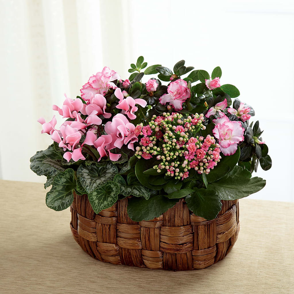 Pink Assortment – Peonies Plants On Main, Woodruff SC