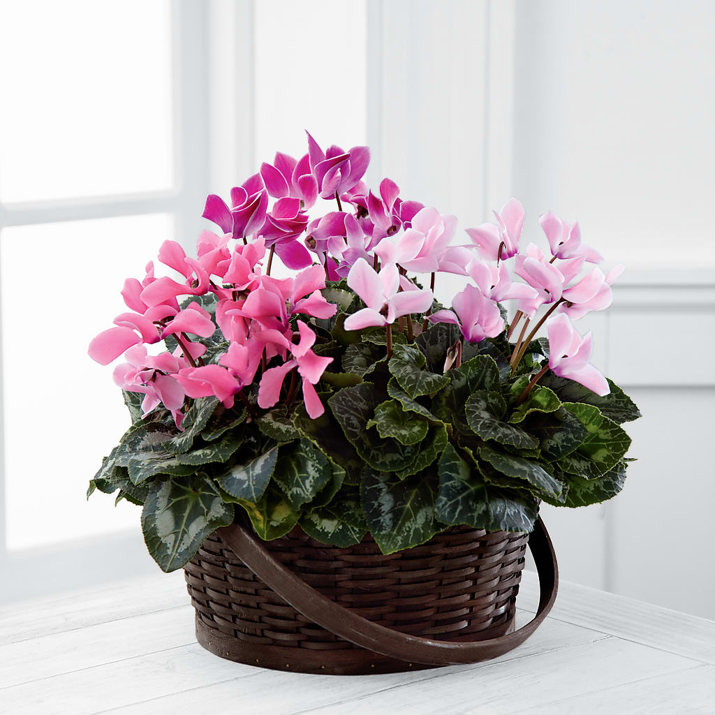 Mixed Cyclamen Planter – Peonies Plants On Main, Woodruff SC