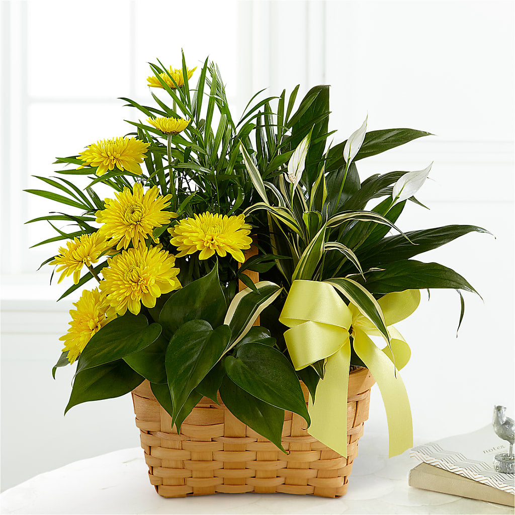 Loving Light Dishgarden – Peonies Plants On Main, Woodruff SC