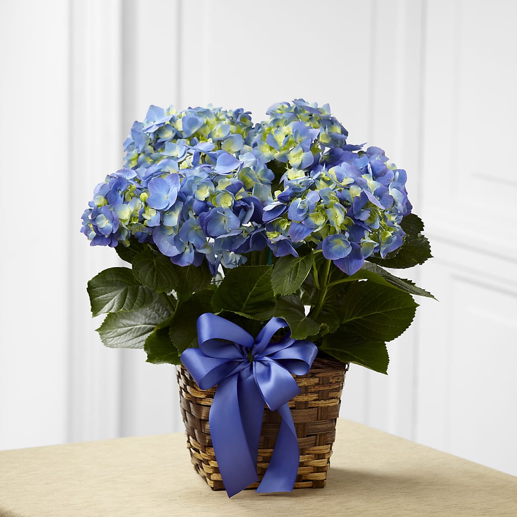 Blue Hydrangea Planter – Peonies Plants On Main, Woodruff SC