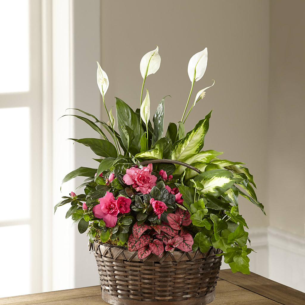 Dream in Pink Dishgarden – Peonies Plants On Main, Woodruff SC