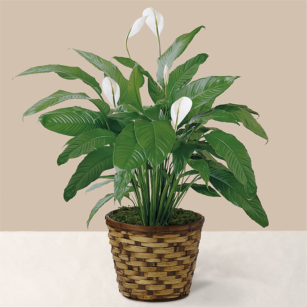 Tranquil Moments Peace Lily Plant – Peonies Plants On Main, Woodruff SC