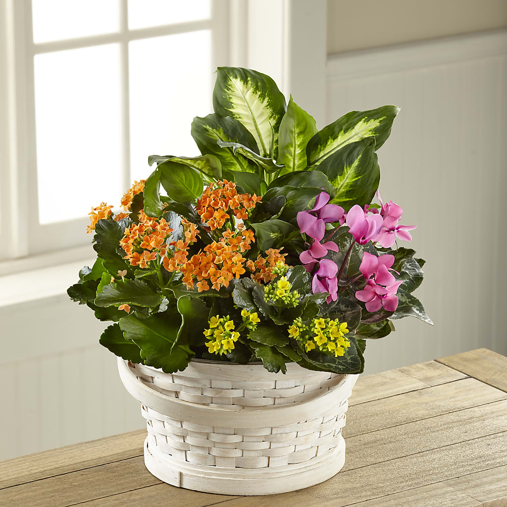 Color Crush Dishgarden – Peonies Plants On Main, Woodruff SC