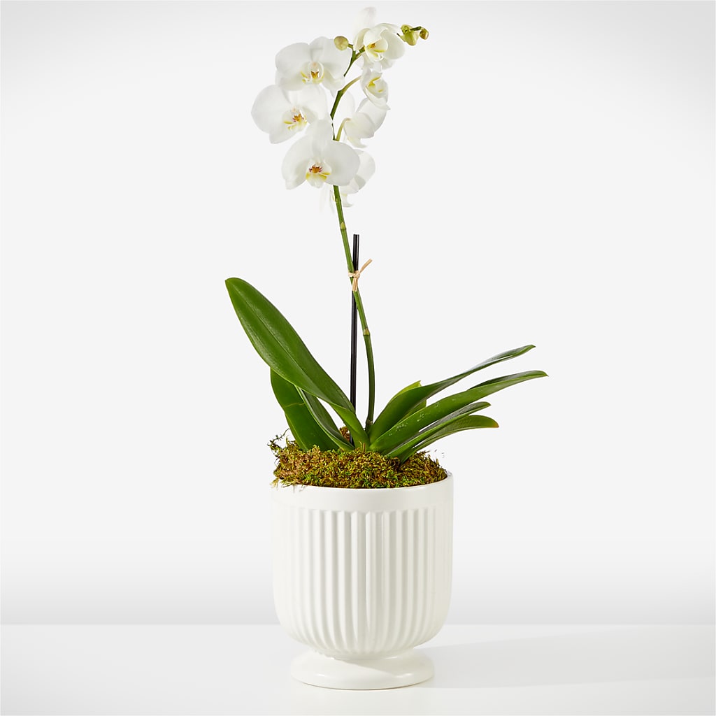 Whispering White Orchid – Peonies Plants On Main, Woodruff SC