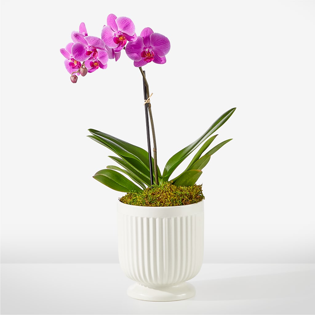Friendly Fuchsia Orchid – Peonies Plants On Main, Woodruff SC
