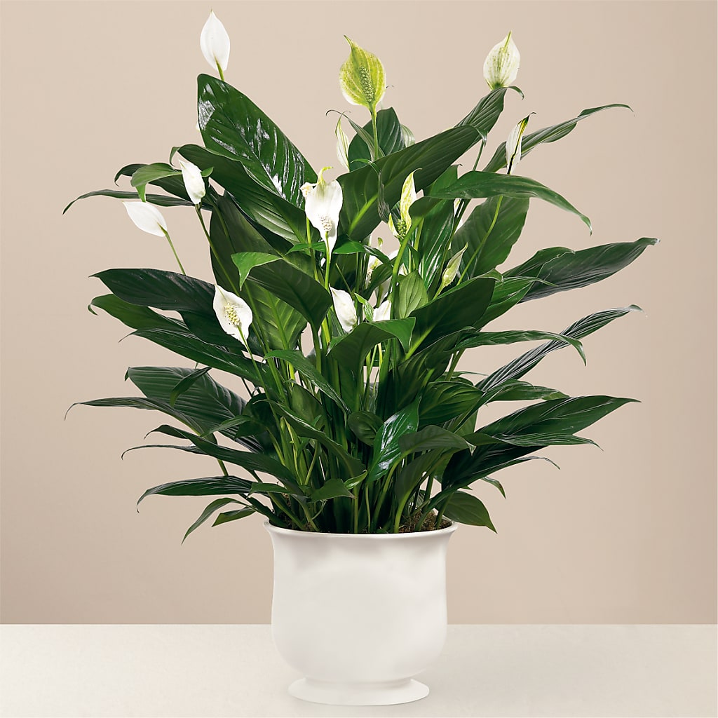 Comfort Planter – Peonies Plants On Main, Woodruff SC