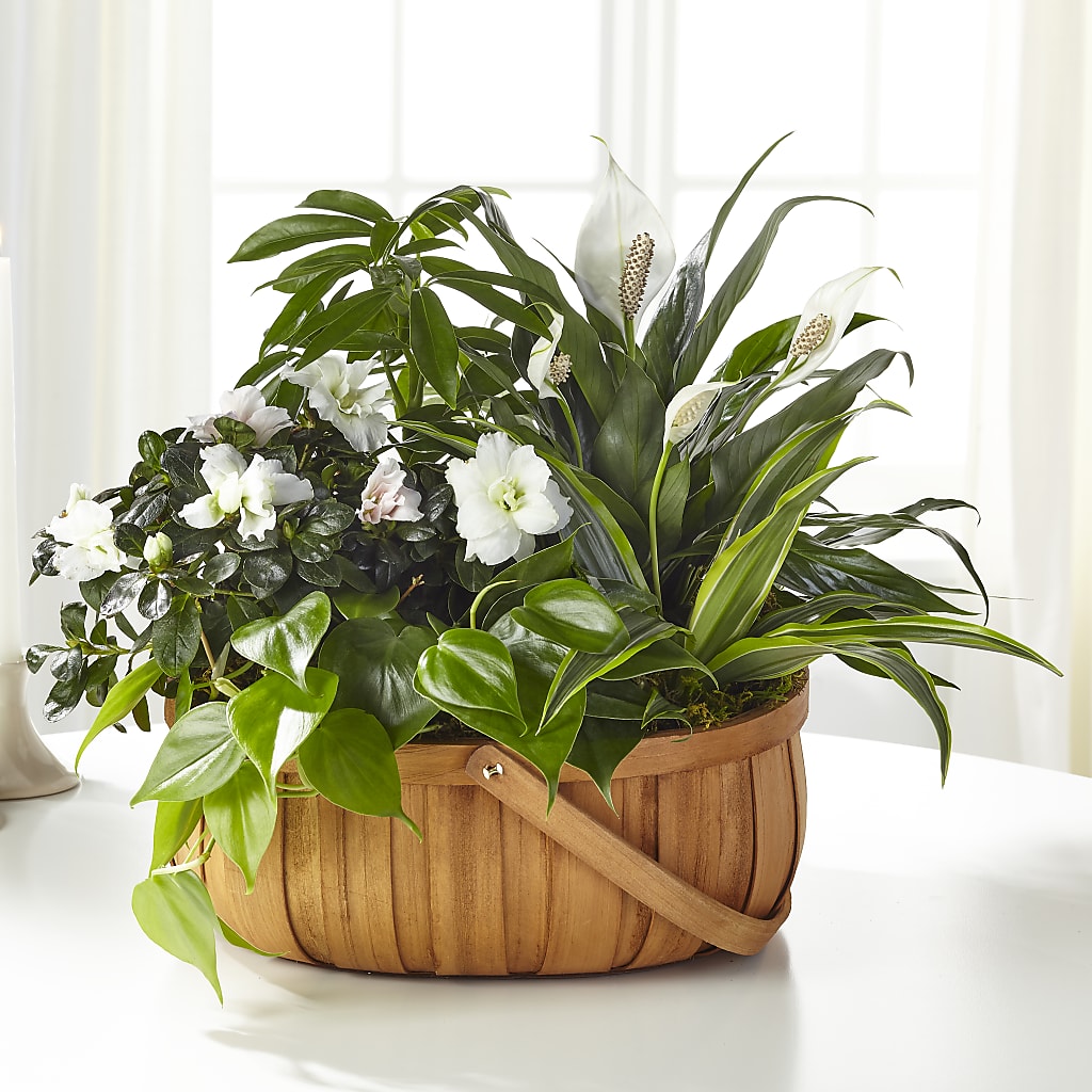 Serene Dishgarden – Peonies Plants On Main, Woodruff SC