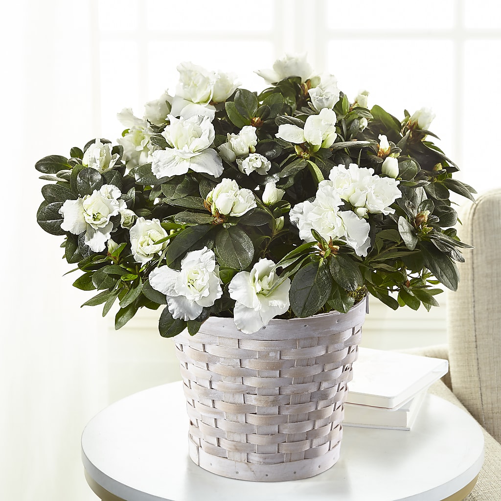 White Azalea Plant – Peonies Plants On Main, Woodruff SC
