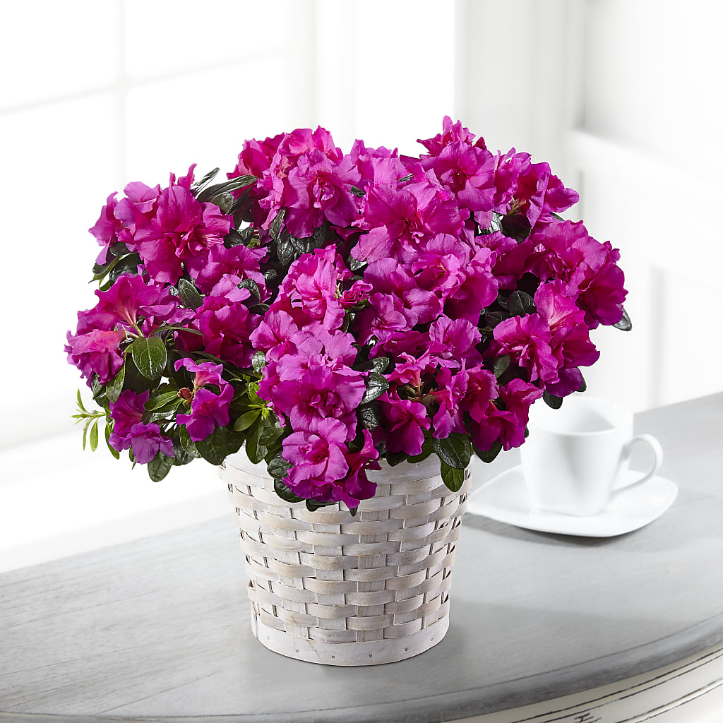 Hope & Serenity Azalea Plant – Peonies Plants On Main, Woodruff SC