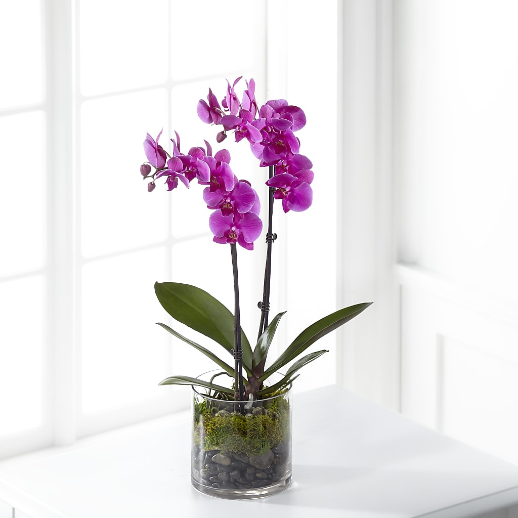 Pink Orchid Plant – Peonies Plants On Main, Woodruff SC