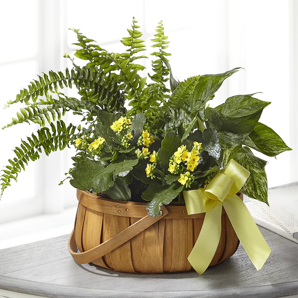 Always Dear Dishgarden – Peonies Plants On Main, Woodruff SC