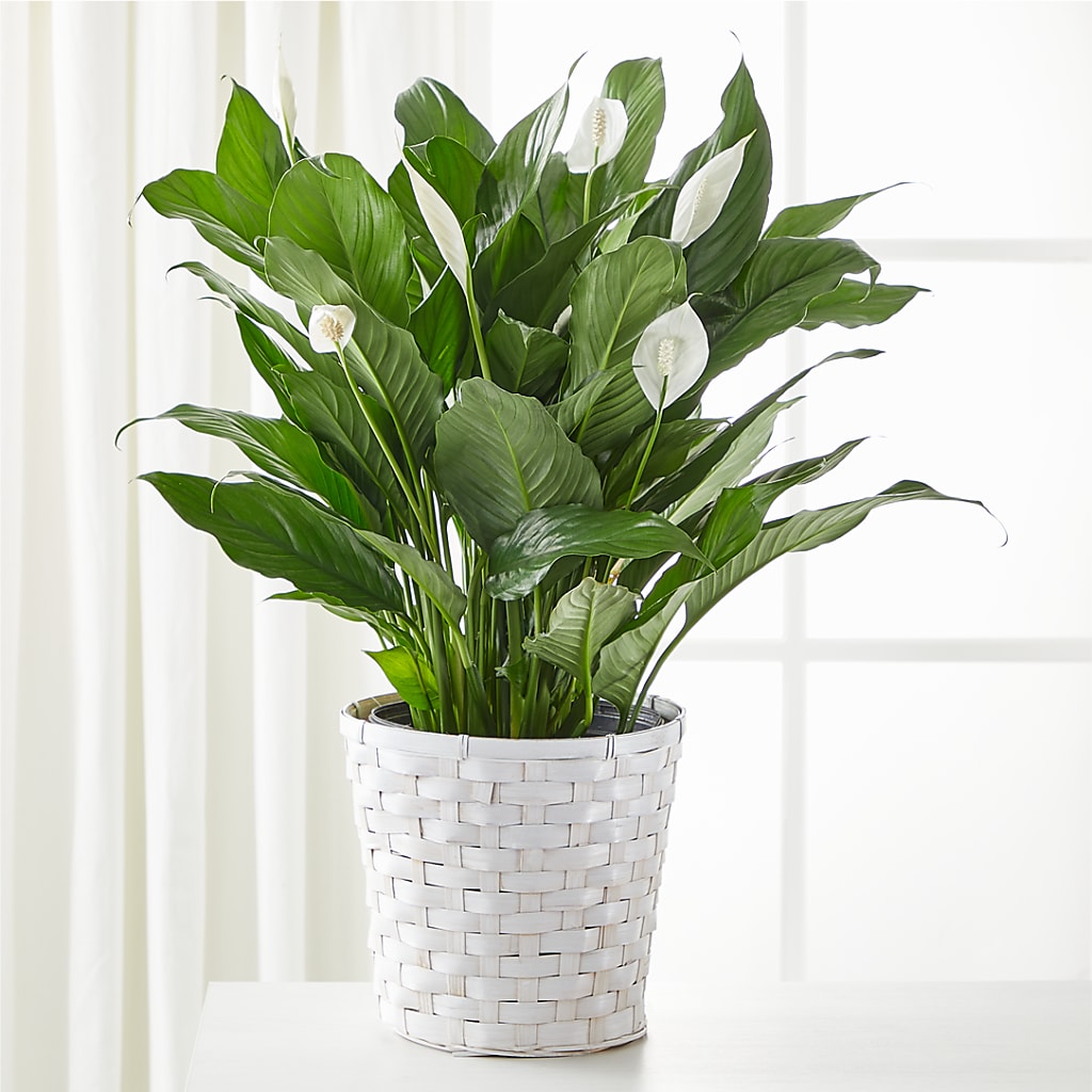 A New Leaf Peace Lily – Peonies Plants On Main, Woodruff SC