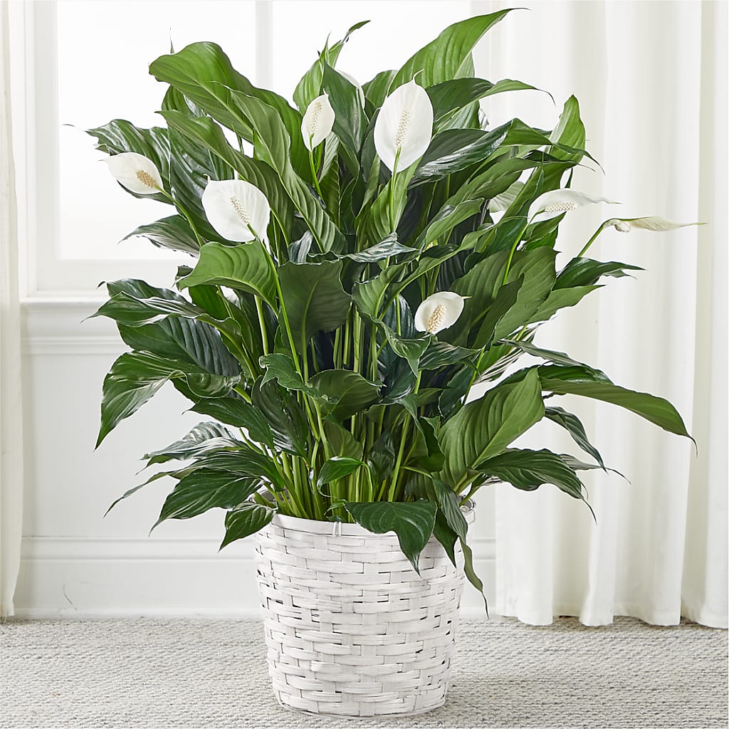 A New Leaf Peace Lily – Peonies Plants On Main, Woodruff SC