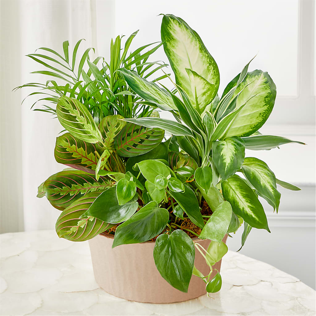 Balance & Harmony Dishgarden – Peonies Plants On Main, Woodruff SC