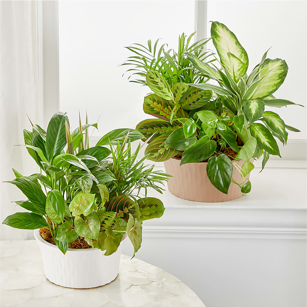Balance & Harmony Dishgarden – Peonies Plants On Main, Woodruff SC