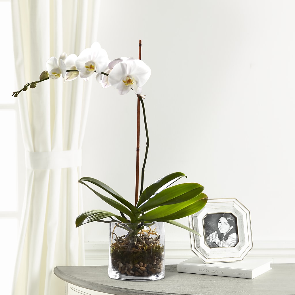 White Orchid Planter – Peonies Plants On Main, Woodruff SC