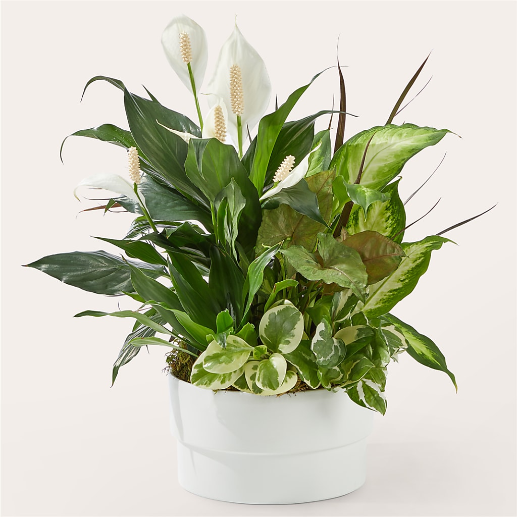 Radiating Positivity Dishgarden – Peonies Plants On Main, Woodruff SC