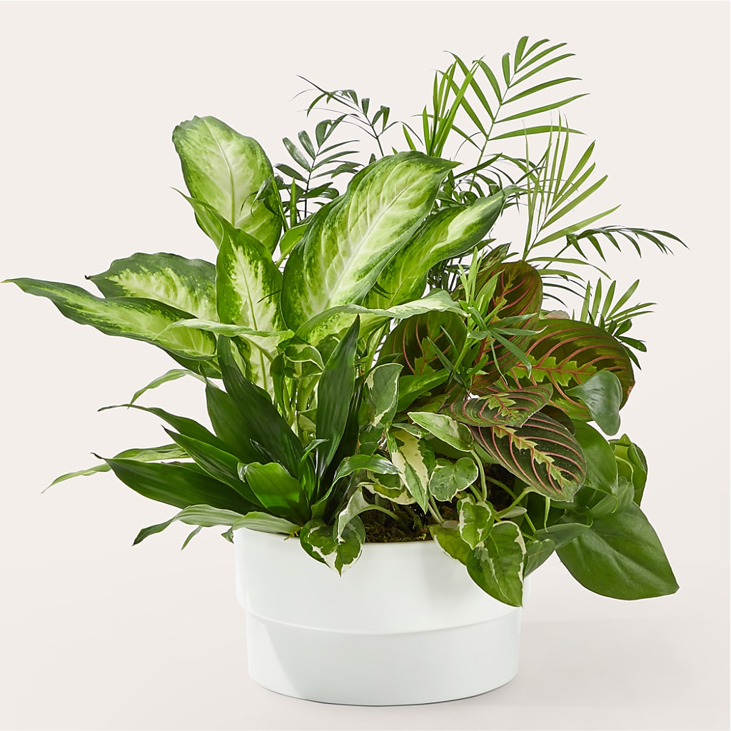 Radiating Positivity Dishgarden – Peonies Plants On Main, Woodruff SC