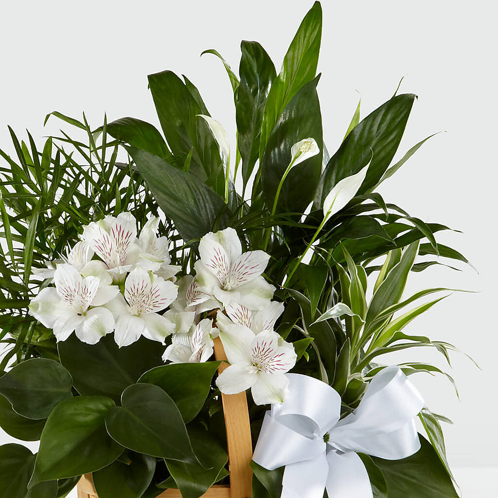 Peace & Serenity Dishgarden –  Peonies Plants On Main, Woodruff SC