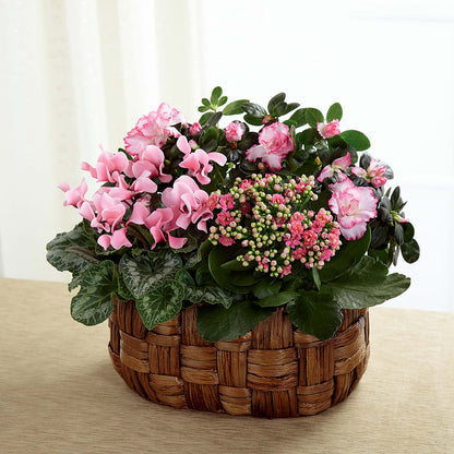 Pink Assortment –  Peonies Plants On Main, Woodruff SC
