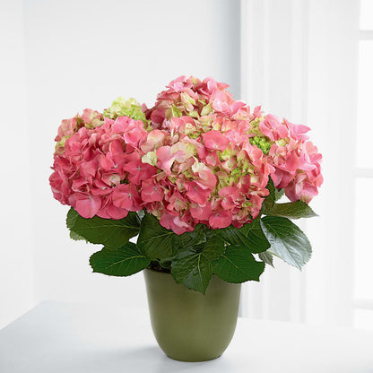 Pink Hydrangea Planter –  Peonies Plants On Main, Woodruff SC