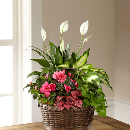 Dream in Pink Dishgarden –  Peonies Plants On Main, Woodruff SC