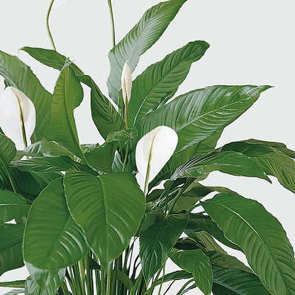 Tranquil Moments Peace Lily Plant –  Peonies Plants On Main, Woodruff SC