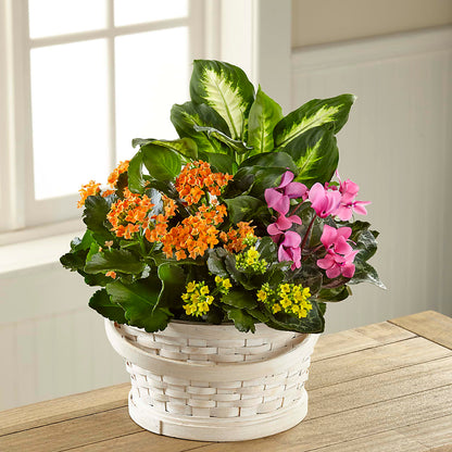 Color Crush Dishgarden –  Peonies Plants On Main, Woodruff SC
