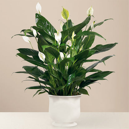 Comfort Planter –  Peonies Plants On Main, Woodruff SC
