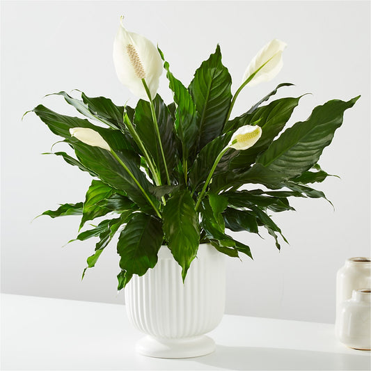 Comfort Planter –  Peonies Plants On Main, Woodruff SC