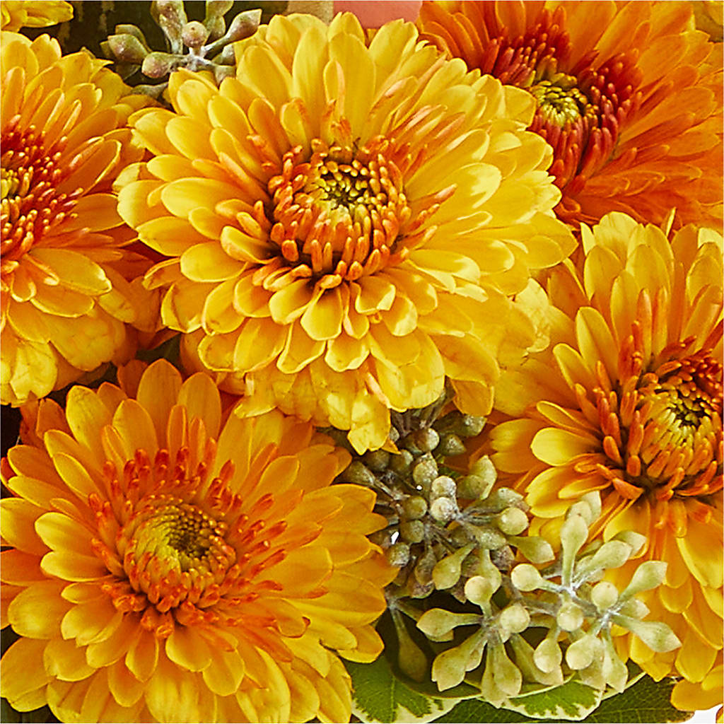 Peachy Pumpkin –  Peonies Plants On Main, Woodruff SC