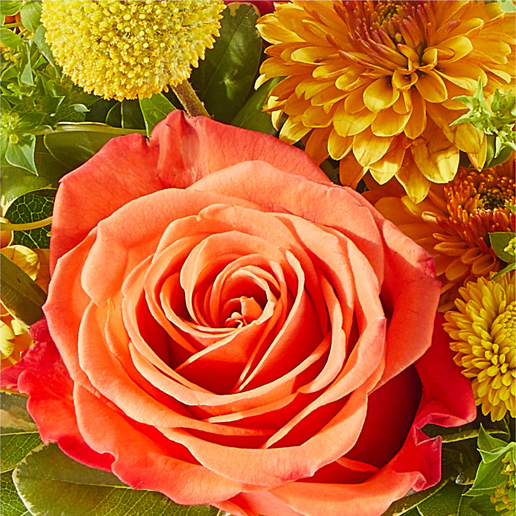 Gourdgeous Pumpkin –  Peonies Plants On Main, Woodruff SC
