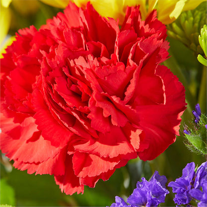 Brighter Days Bouquet –  Peonies Plants On Main, Woodruff SC