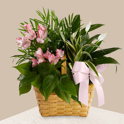 Living Spirit Dishgarden –  Peonies Plants On Main, Woodruff SC