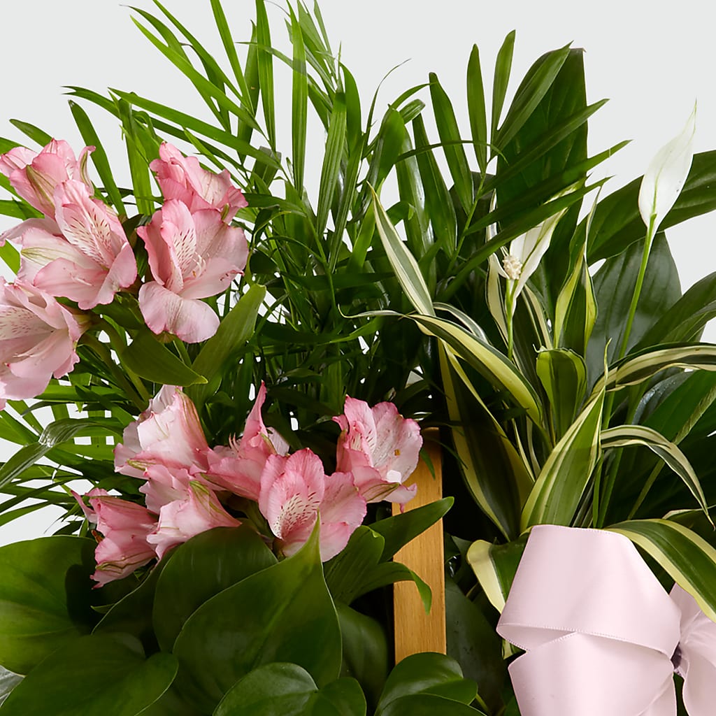 Living Spirit Dishgarden –  Peonies Plants On Main, Woodruff SC