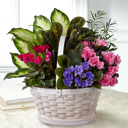 Peaceful Garden Planter –  Peonies Plants On Main, Woodruff SC