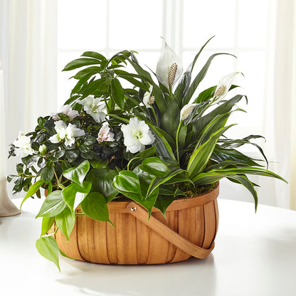 Serene Dishgarden –  Peonies Plants On Main, Woodruff SC