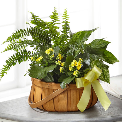 Always Dear Dishgarden –  Peonies Plants On Main, Woodruff SC