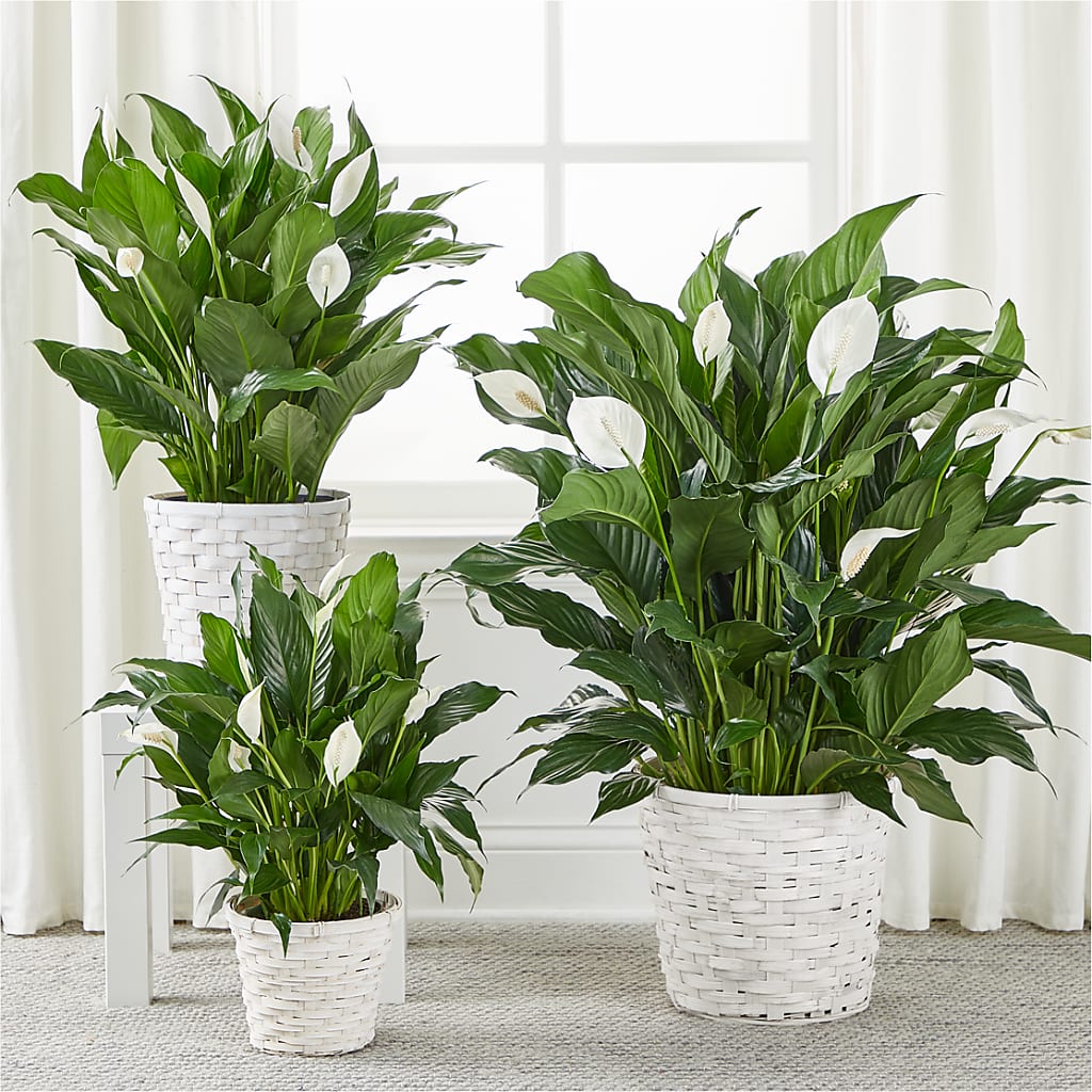A New Leaf Peace Lily –  Peonies Plants On Main, Woodruff SC