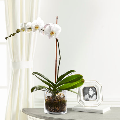 White Orchid Planter –  Peonies Plants On Main, Woodruff SC