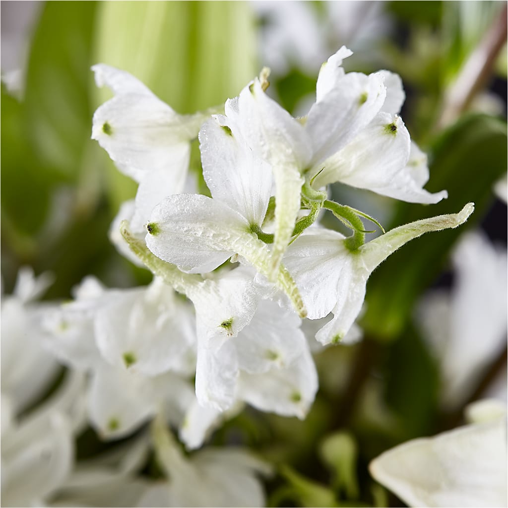 Classic Ivory – A Florist Original –  Peonies Plants On Main, Woodruff SC