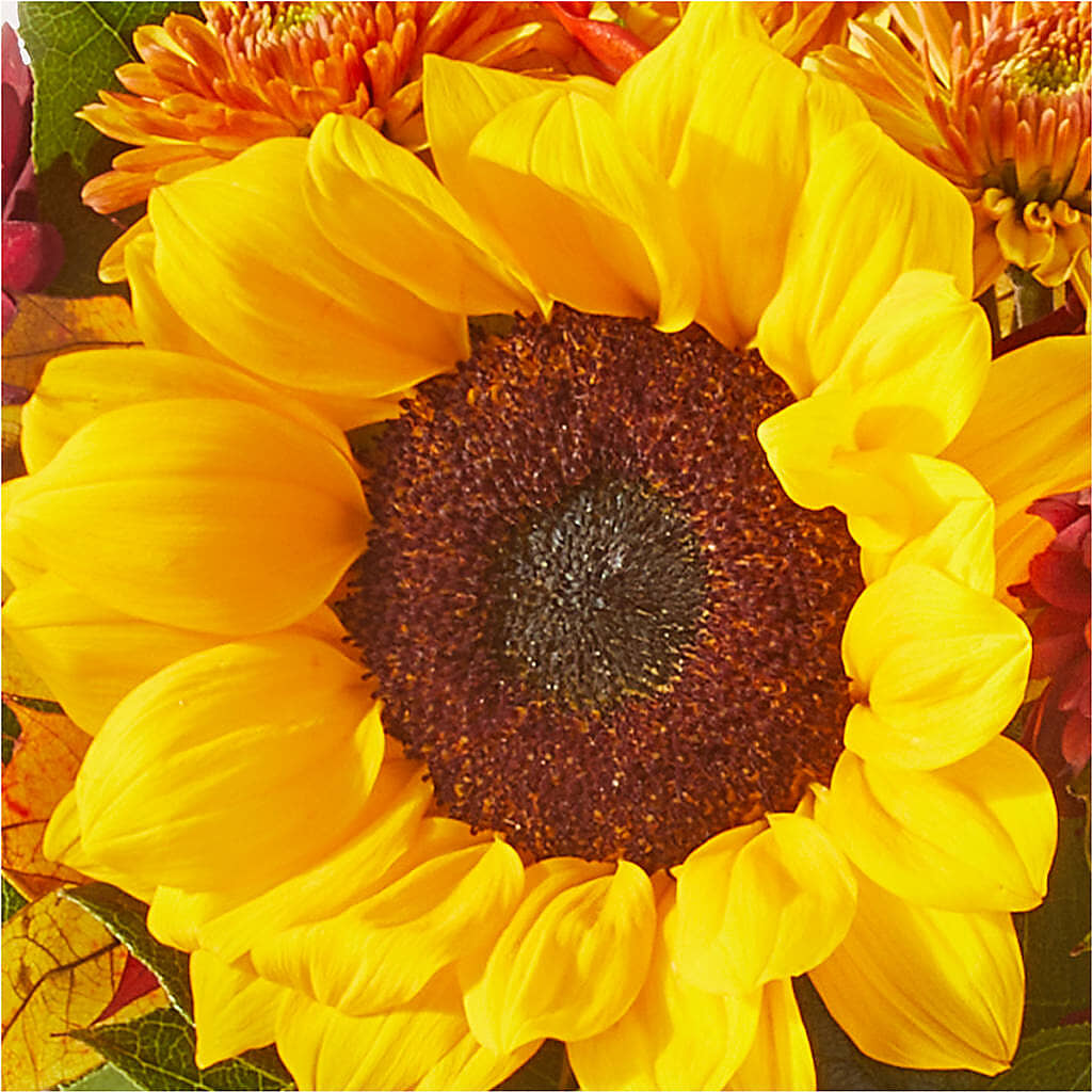Sunny Side Bouquet –  Peonies Plants On Main, Woodruff SC